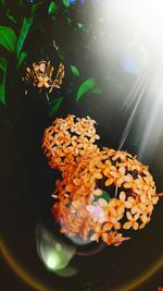 Close-up of multi colored flowers in water