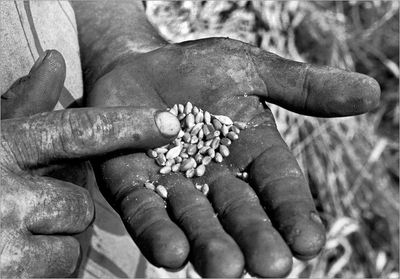 Midsection of farmer examining wheat grains at farm