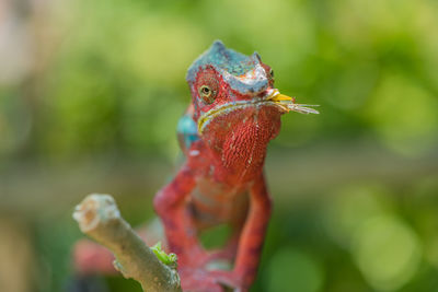 Close-up of red lizard