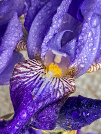 Close-up of wet purple flower blooming outdoors