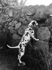 High angle view of dog