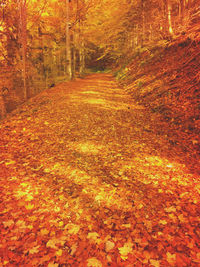 Trees in forest during autumn