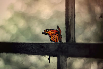 Close-up of butterfly perching on railing