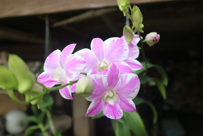 Close-up of pink flowering plant