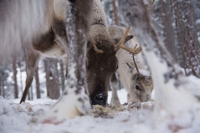 Two dogs on snow covered land