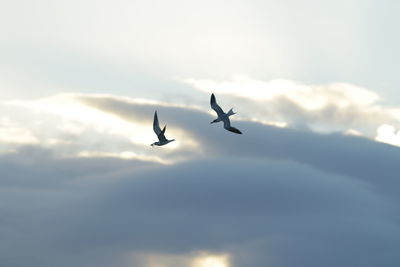 Low angle view of silhouette birds flying in sky