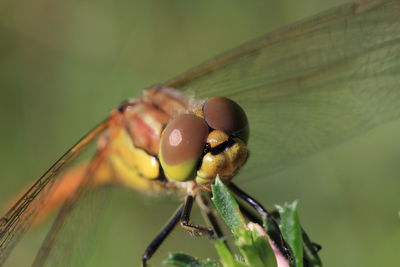 Close-up of insect