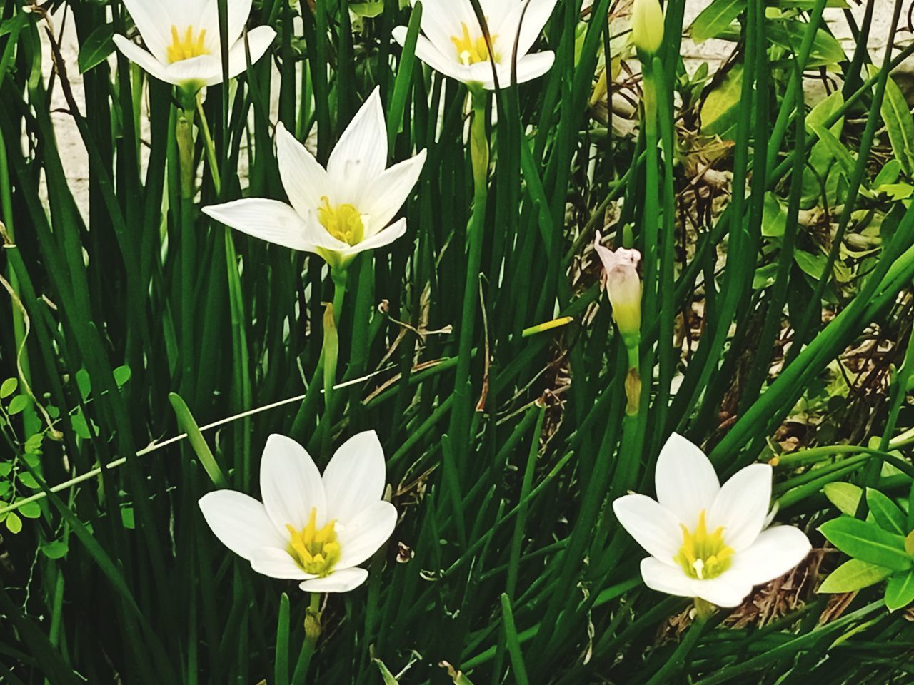 flower, plant, flowering plant, freshness, beauty in nature, growth, petal, fragility, grass, flower head, nature, inflorescence, white, close-up, leaf, yellow, green, lake, plant part, meadow, no people, pollen, day, water lily, water, narcissus, outdoors, crocus, springtime, lily, blossom, botany