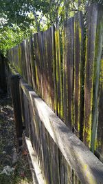 Footpath amidst trees