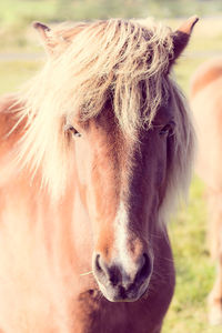 Close-up portrait of a horse