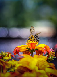 Close-up of butterfly perching on flower