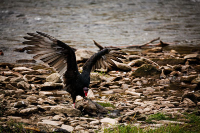 Close-up of bird