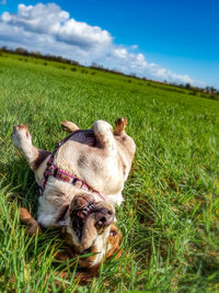 View of a dog on landscape