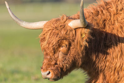 Close-up of a scottish highlander