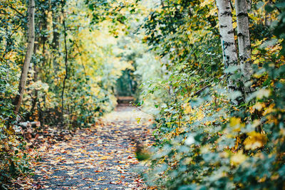 Footpath amidst trees in forest during autumn