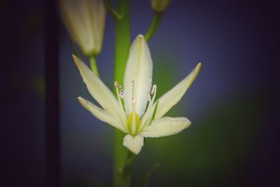 Close-up of white lily