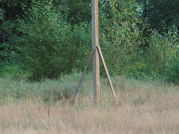 View of trees growing on field