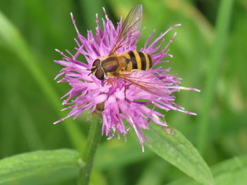 Close-up of bee on purple flower