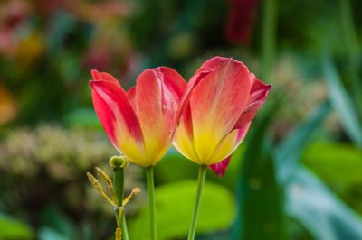 Close-up of red flower