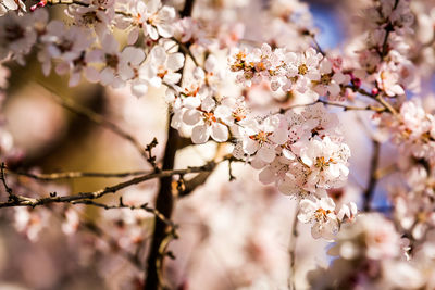 Close-up of cherry blossoms