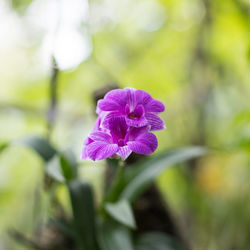 Close-up of purple flowering plant