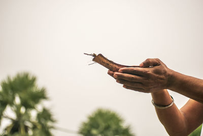 Person holding leaf against sky