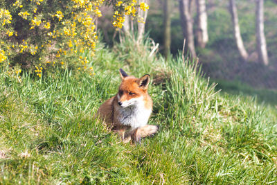 Rabbit in a field