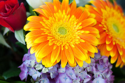 Close-up of fresh yellow flowers blooming outdoors
