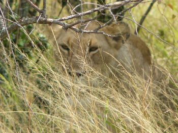 Close-up of a cat on field