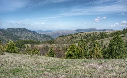 Ljeskovac mountain near zlatibor ,serbia