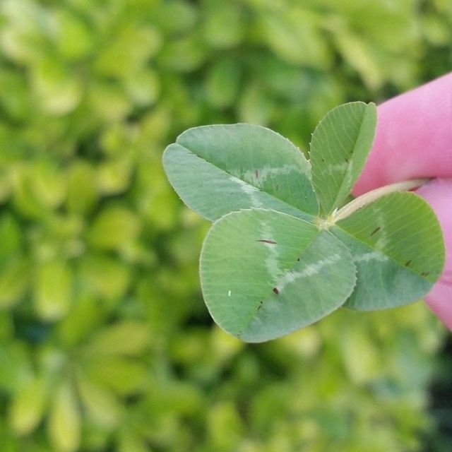 leaf, green color, growth, close-up, focus on foreground, plant, nature, leaf vein, beauty in nature, selective focus, freshness, fragility, leaves, day, green, drop, outdoors, no people, wet, tranquility