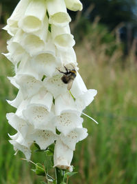 Close-up of insect on white flower