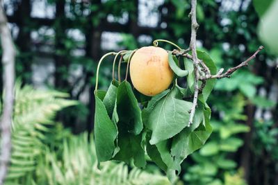 Close-up of fruit growing on tree