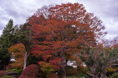 Low angle view of trees against sky during autumn