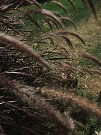 Close-up of plants in forest