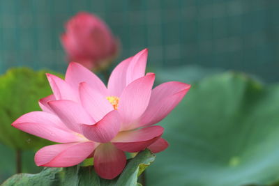 Close-up of pink lotus  in pond