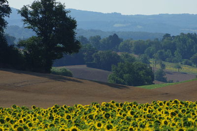 Scenic view of sunflower field against cloudy sky