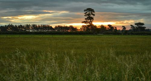 Scenic view of field against cloudy sky