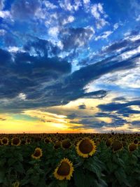 Scenic view of field against cloudy sky