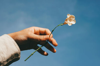 Close-up of hand holding rose against blue sky