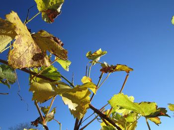 Low angle view of yellow tree against clear blue sky