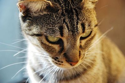 Close-up of a cat looking away