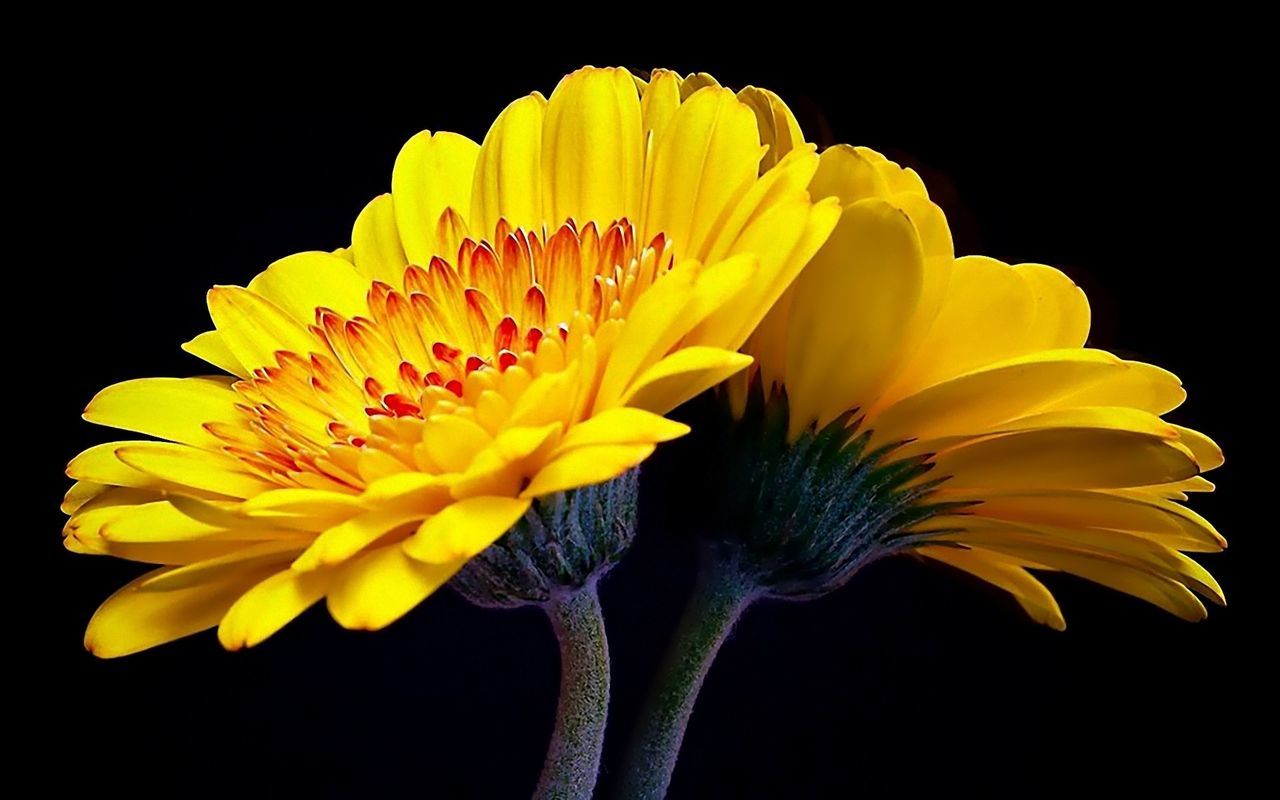 flowering plant, flower, vulnerability, fragility, petal, yellow, flower head, beauty in nature, inflorescence, freshness, close-up, growth, plant, studio shot, nature, no people, black background, pollen, indoors, flower arrangement, sepal