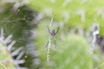 Close-up of spider and web