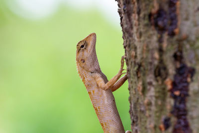 Close-up of lizard on tree trunk