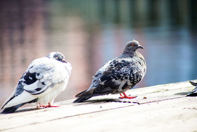 Close-up of pigeons perching on railing against wall