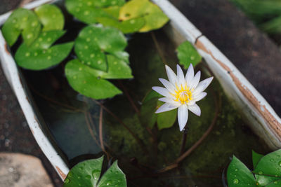 High angle view of white flower floating on water