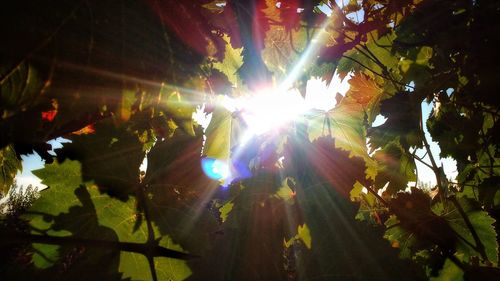 Low angle view of sunlight streaming through tree