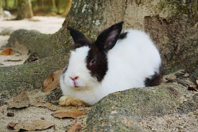 Close-up of a cat lying on rock