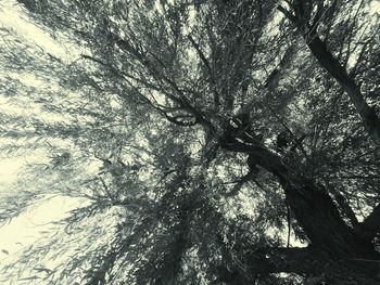 Low angle view of trees in forest